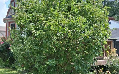 Photo of Juan A.'s yard after getting lawn care in Plymouth, MI