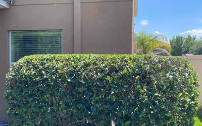 Photo of Leana S.'s yard after getting tree care in Clearwater, FL