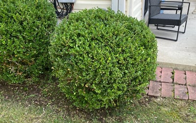 Photo of Justin M.'s yard after getting landscaping in Delaplane, VA