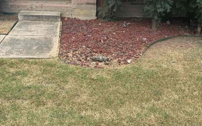 Photo of Melissa T.'s yard after getting landscaping in Denton, TX