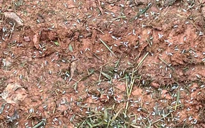 Photo of Ruth C.'s yard after getting tree care in Covington, GA