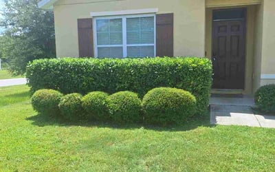 Photo of Jennifer M.'s yard after getting landscaping in Davenport, FL