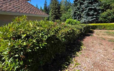 Photo of Angelica R.'s yard after getting tree care in Seattle, WA