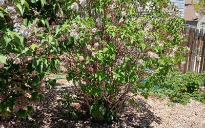 Photo of Valerie M.'s yard after getting landscaping in Carbondale, CO