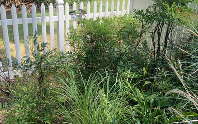 Photo of Karen W.'s yard after getting landscaping in Zuni, VA