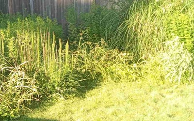 Photo of Jeff L.'s yard after getting landscaping in Hyde Park, MA