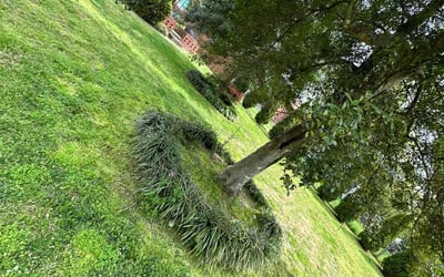 Photo of Rachel H.'s yard after getting landscaping in Cleveland, NC