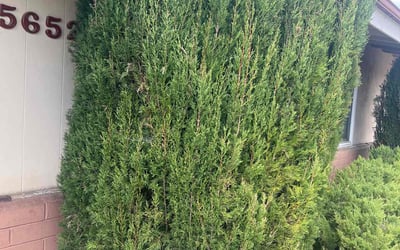 Photo of Ian T.'s yard after getting landscaping in Rancho Santa Fe, CA