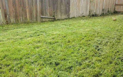 Photo of David L.'s yard after getting landscaping in Snoqualmie Pass, WA