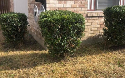 Photo of Cathleen N.'s yard after getting tree care in Springtown, TX