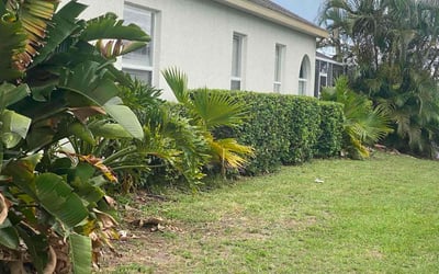 Photo of Natalie C.'s yard after getting landscaping in Mascotte, FL