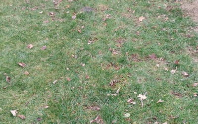 Photo of Will G.'s yard after getting landscaping in Circleville, OH