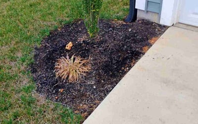 Photo of Charles O.'s yard after getting tree care in Louisville, KY