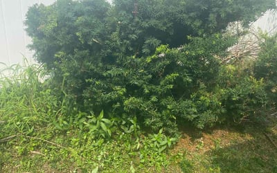 Photo of Richard M.'s yard after getting landscaping in North Dartmouth, MA