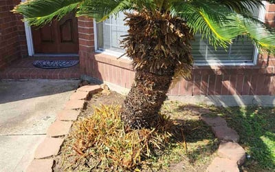 Photo of Lisa D.'s yard after getting tree care in Texas City, TX