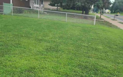 Photo of Donna C.'s yard after getting tree care in Pierz, MN