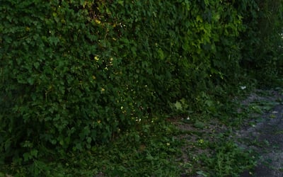 Photo of Renee J.'s yard after getting landscaping in Colgate, WI
