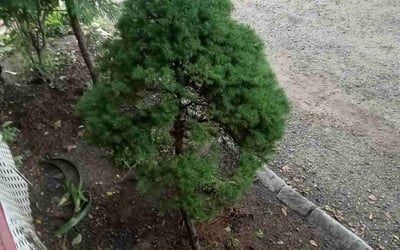 Photo of David R.'s yard after getting landscaping in Willimantic, CT