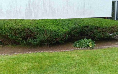 Photo of Craig C.'s yard after getting landscaping in Westerville, OH