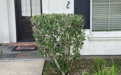 Photo of Deborah R Y.'s yard after getting landscaping in Abbeville, LA