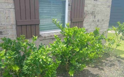 Photo of Kristopher G.'s yard after getting tree care in Angleton, TX
