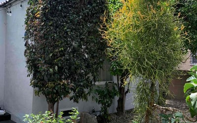 Photo of Mark C.'s yard after getting landscaping in Sylmar, CA