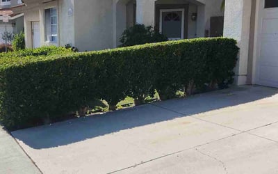 Photo of Reagan M.'s yard after getting landscaping in Tustin, CA