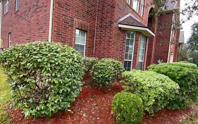Photo of Todd T.'s yard after getting landscaping in Stowell, TX