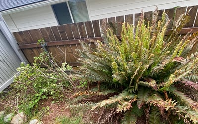 Photo of Kristin M.'s yard after getting landscaping in Baring, WA