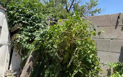 Photo of Penny R.'s yard after getting landscaping in Albuquerque, NM
