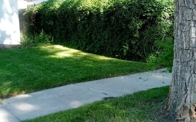 Photo of David B.'s yard after getting landscaping in Kiowa, CO