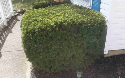 Photo of Torrance T.'s yard after getting landscaping in Bethel, OH
