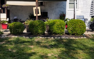 Photo of Terry L.'s yard after getting tree care in Union, KY