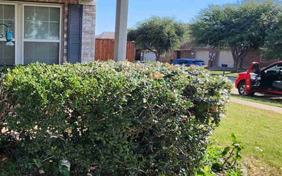 Photo of Audrey H.'s yard after getting landscaping in Wylie, TX