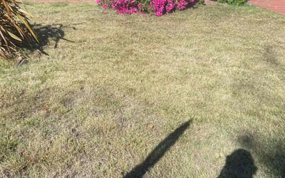 Photo of Lynnette M.'s yard after getting tree care in Carpinteria, CA