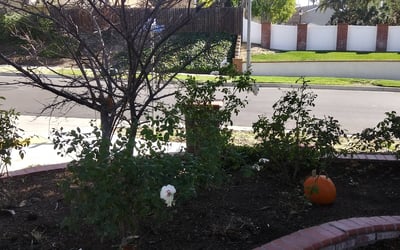 Photo of Susan P.'s yard after getting landscaping in Newport Coast, CA