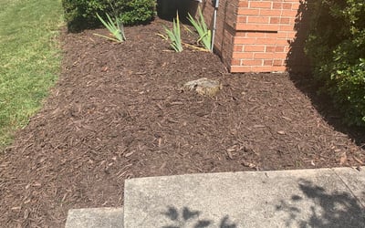 Photo of Michael S.'s yard after getting landscaping in Elkwood, VA