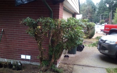 Photo of Katherine P.'s yard after getting landscaping in North Lakewood, WA