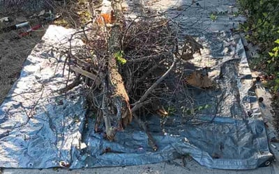 Photo of Jason K.'s yard after getting landscaping in Rich Hill, MO