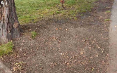 Photo of Ryan M.'s yard after getting landscaping in Zeeland, MI