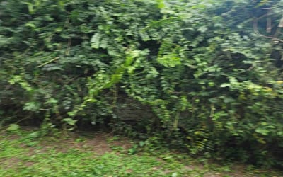 Photo of Michael H.'s yard after getting landscaping in Lakeland, FL