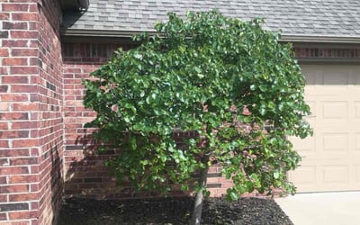 Photo of Sam S.'s yard after getting landscaping in Sand Springs, OK