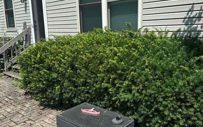 Photo of Jon T.'s yard after getting tree care in London, OH