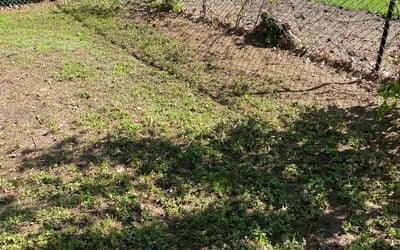 Photo of Alyse C.'s yard after getting landscaping in Appleton, WI