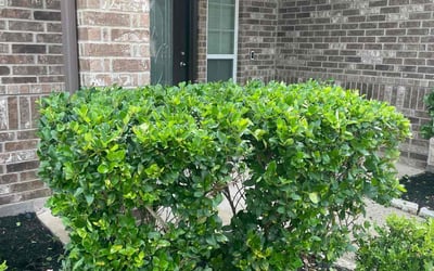 Photo of Jeff B.'s yard after getting landscaping in High Island, TX