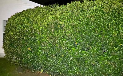 Photo of Luanne J.'s yard after getting tree care in Matthews, NC