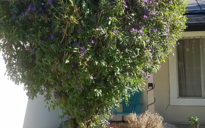 Photo of Javier C.'s yard after getting landscaping in San Martin, CA