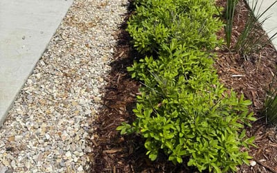 Photo of Courtney B.'s yard after getting landscaping in Lafayette, LA