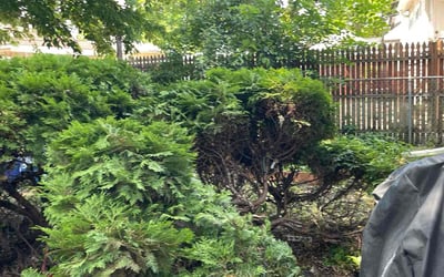 Photo of Barbara L.'s yard after getting landscaping in Chicago, IL