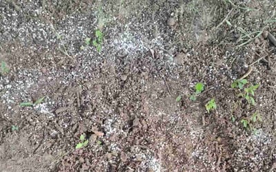 Photo of Ryan S.'s yard after getting landscaping in Denton, TX